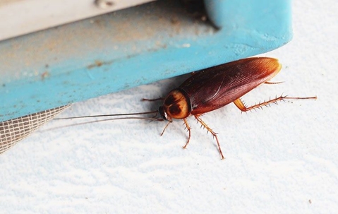cockroach