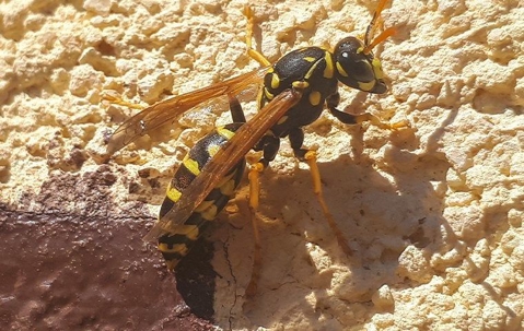wasp on the ground