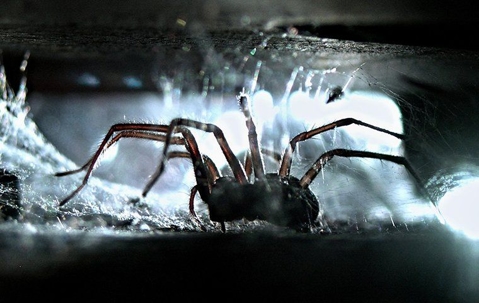 spider crawling through a webby vent