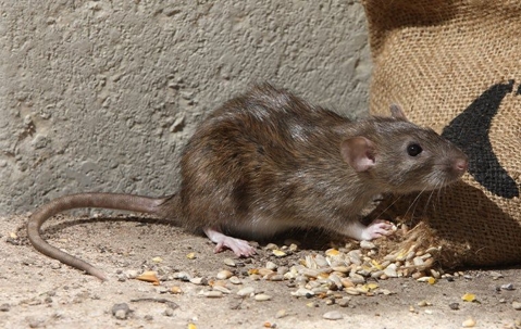 rat any grain out of a bag