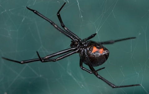 black widow spider in a web