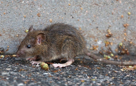 mouse next to a curb