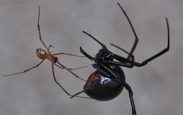 black widow spider with another spider in its web
