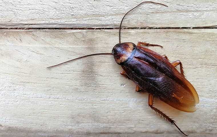 cockroach