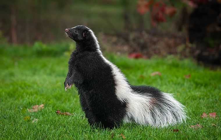 skunk standing on its hind legs sniffing the air