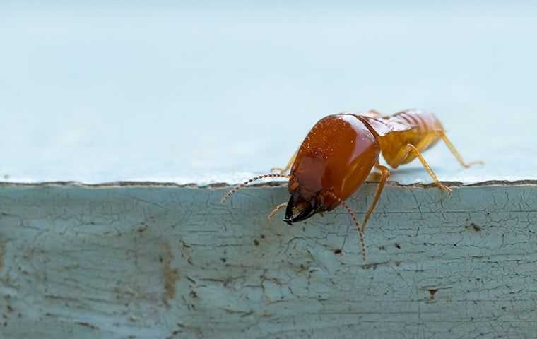 termite